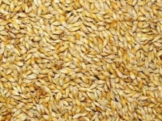 We require a large order of animal feed barley
