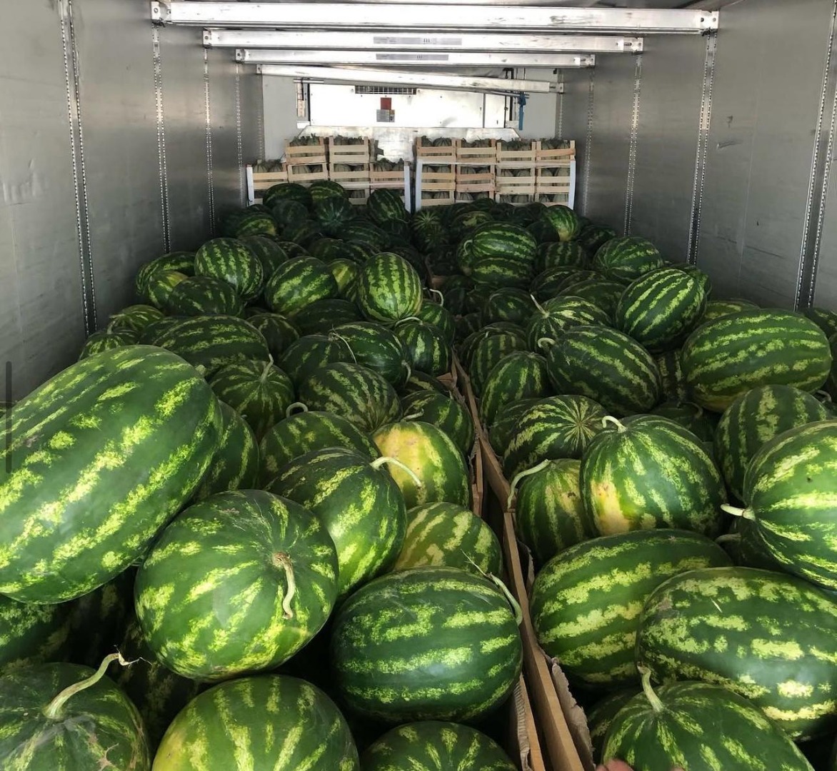 Greetings from Divjaka Albania Export, We are happy to announce that we are preparing for the new watermelon harvesting and transportation season, which starts