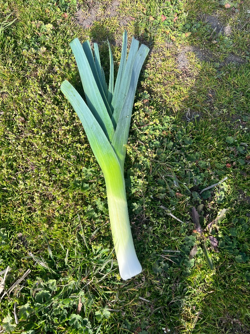 Winter season - 100% organic! Fresh winter season from organic farming for sale