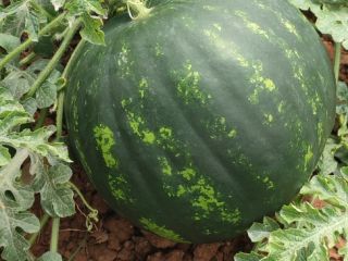 We sell Watermelons 4-10 kg from end of April