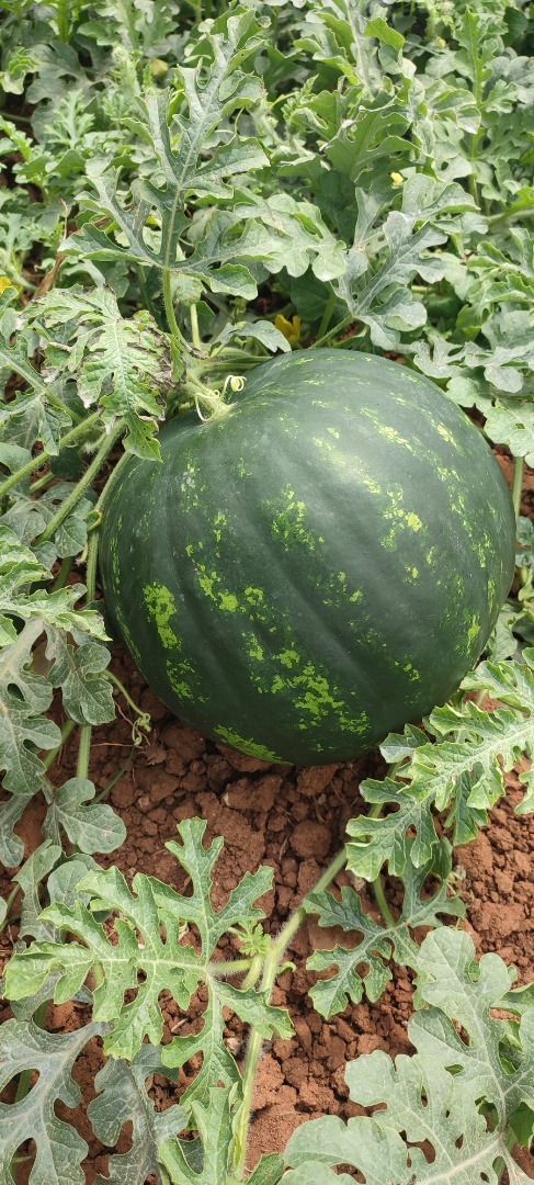 We sell Watermelons 4-10 kg from end of April until beginning of Mai directly from the greenhouse