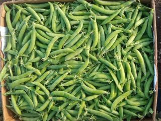 Pea peas "Oscar" - first sample! •Ripe, crunchy, very