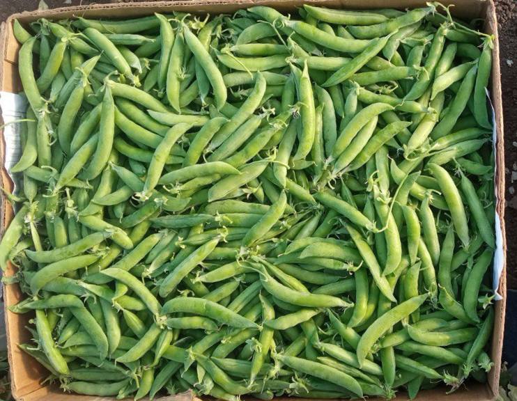 Pea peas "Oscar" - first sample! •Ripe, crunchy, very sweet •First sample: Monday-Tuesday •Capacity: 300-500 kg •Packing: banana •Location: Odessa region