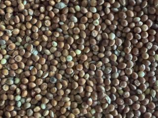 Selling a batch of millet — 400 tons ✔️