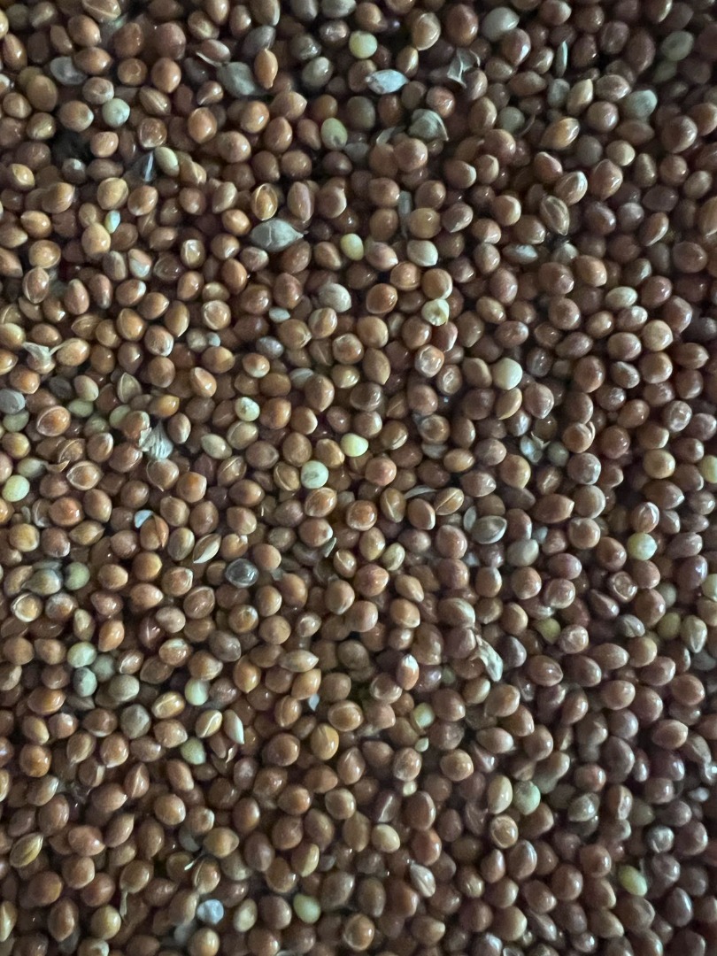 Selling a batch of millet — 400 tons ✔️ Passes GOST ✔️ There is an analysis card ✔️ Suitable for export and seed material ✔️ Purified Region: Pavlodar region