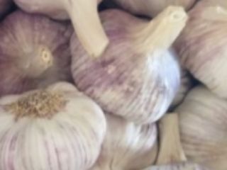 Hello, I will buy Polish spring garlic in small