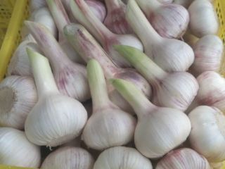 I will sell young garlic, caliber 5+, the price