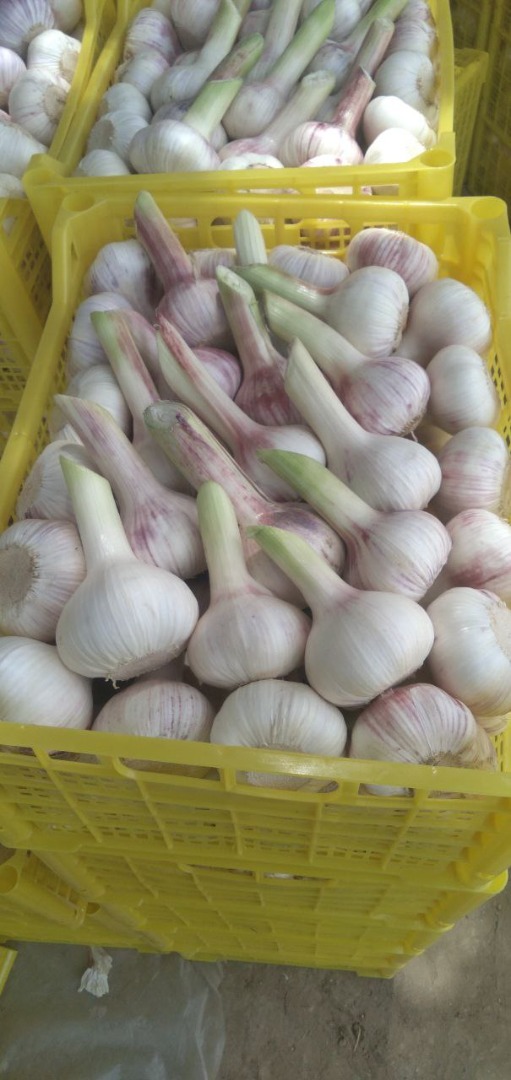 I will sell young garlic, caliber 5+, the price includes delivery to Poland
