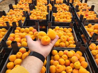 High quality apricot from Azerbaijan