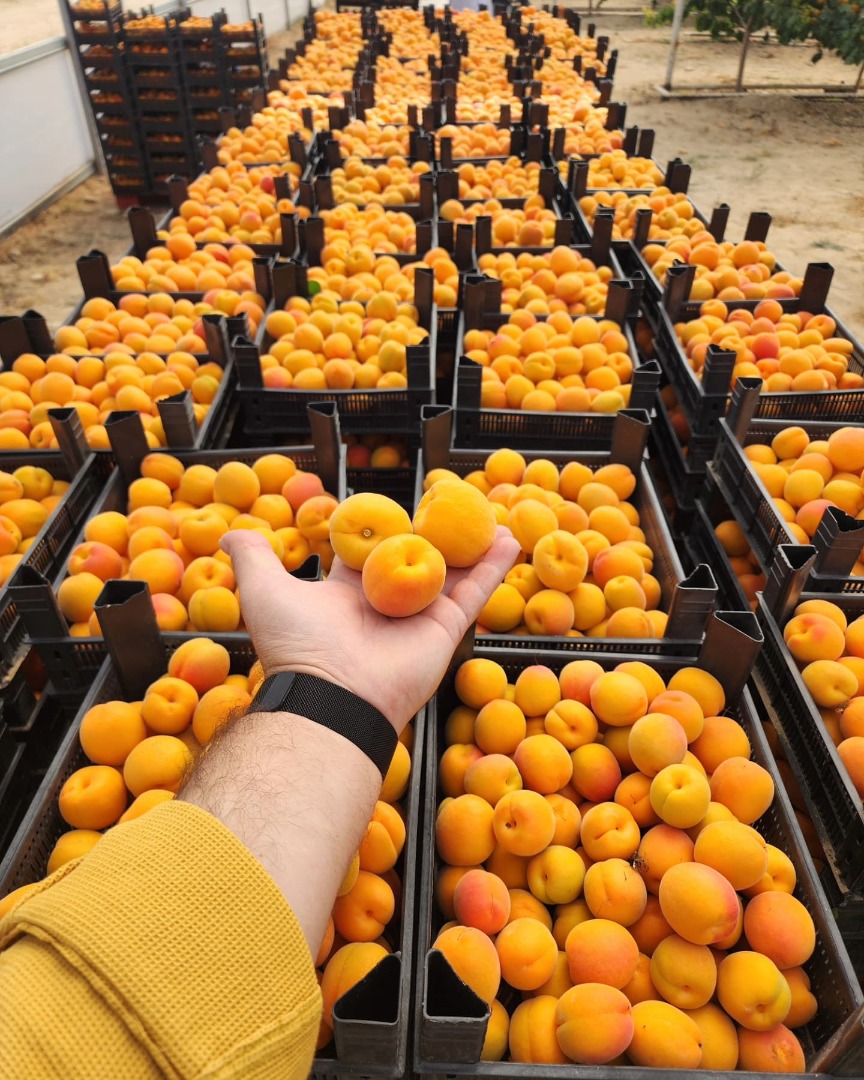 High quality apricot from Azerbaijan