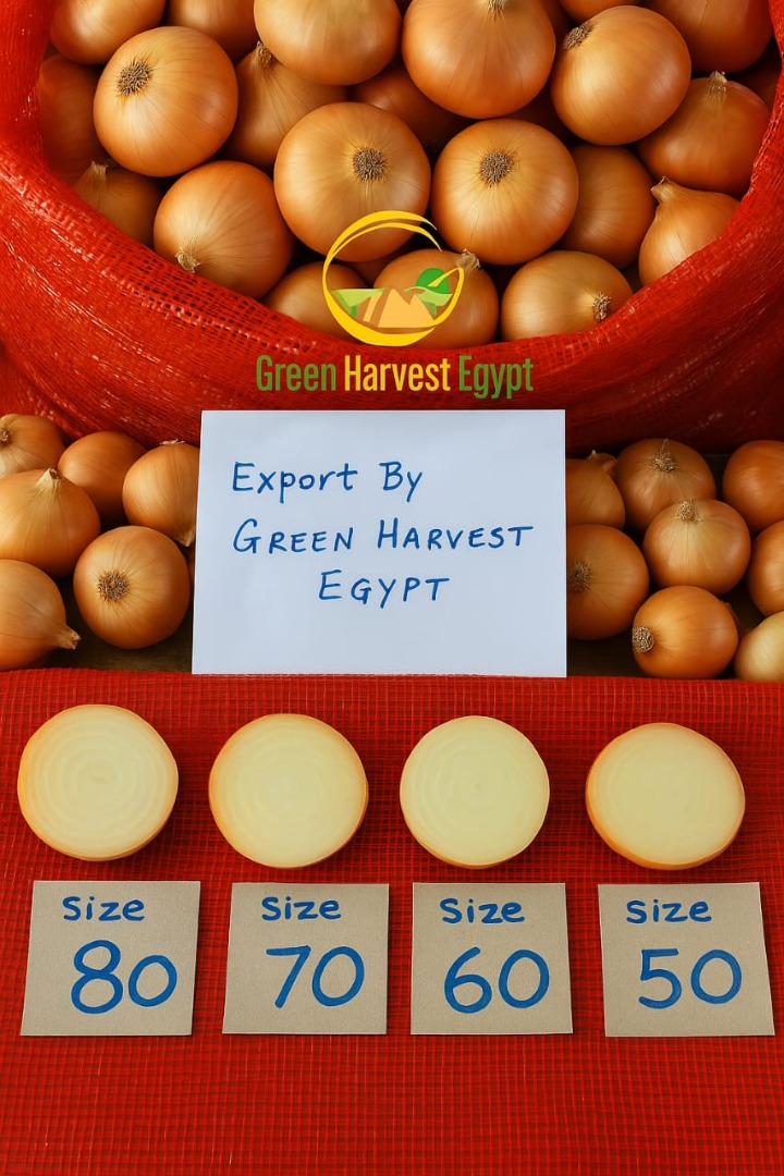 Fresh Yellow onions - New season Now Available, Crisp vibrant and full of flavor our premium quality are freshly harvested and ready for export place your