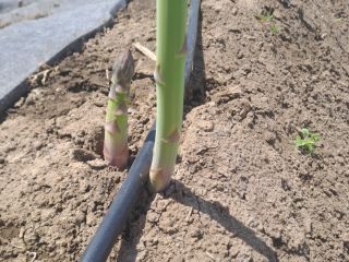 I am selling green asparagus. For quantities greater than
