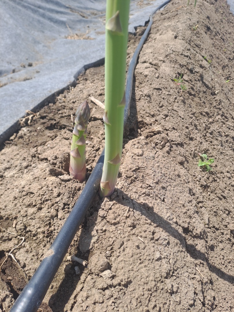 I am selling green asparagus