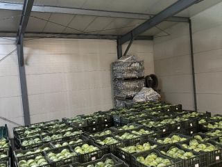 I will sell young white cabbage. Packed in boxes