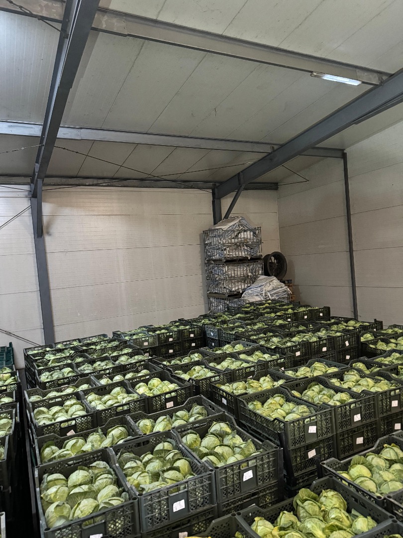 I will sell young white cabbage