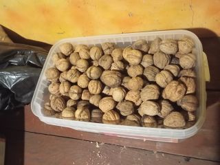 I will sell organic walnuts in shells, quantity as