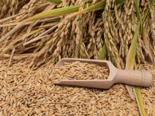 I am selling 150 tons of paddy rice, Kameo