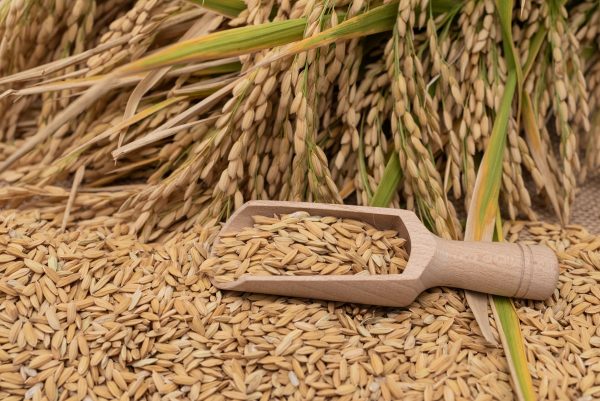 I am selling 150 tons of paddy rice, Kameo variety, Southern Bulgaria