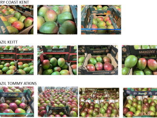 Mango z Wybrzeża Kości Słoniowej, Brazylii i Peru –