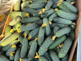 Alrob Distribution 2020 SRL sells Romanian cucumbers, and more,