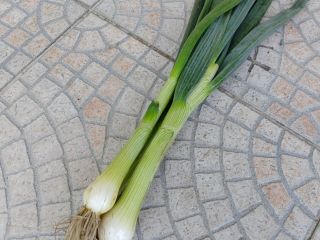 Onion with chives. Prepared in bunches. Can be in