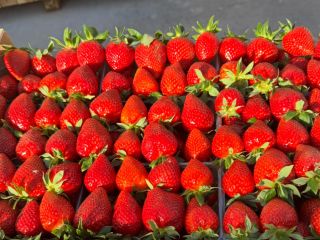 First quality strawberry