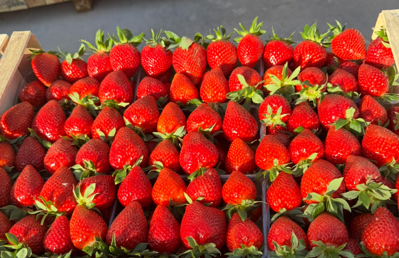 First quality strawberry