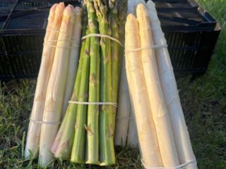 I will sell white and green asparagus in any
