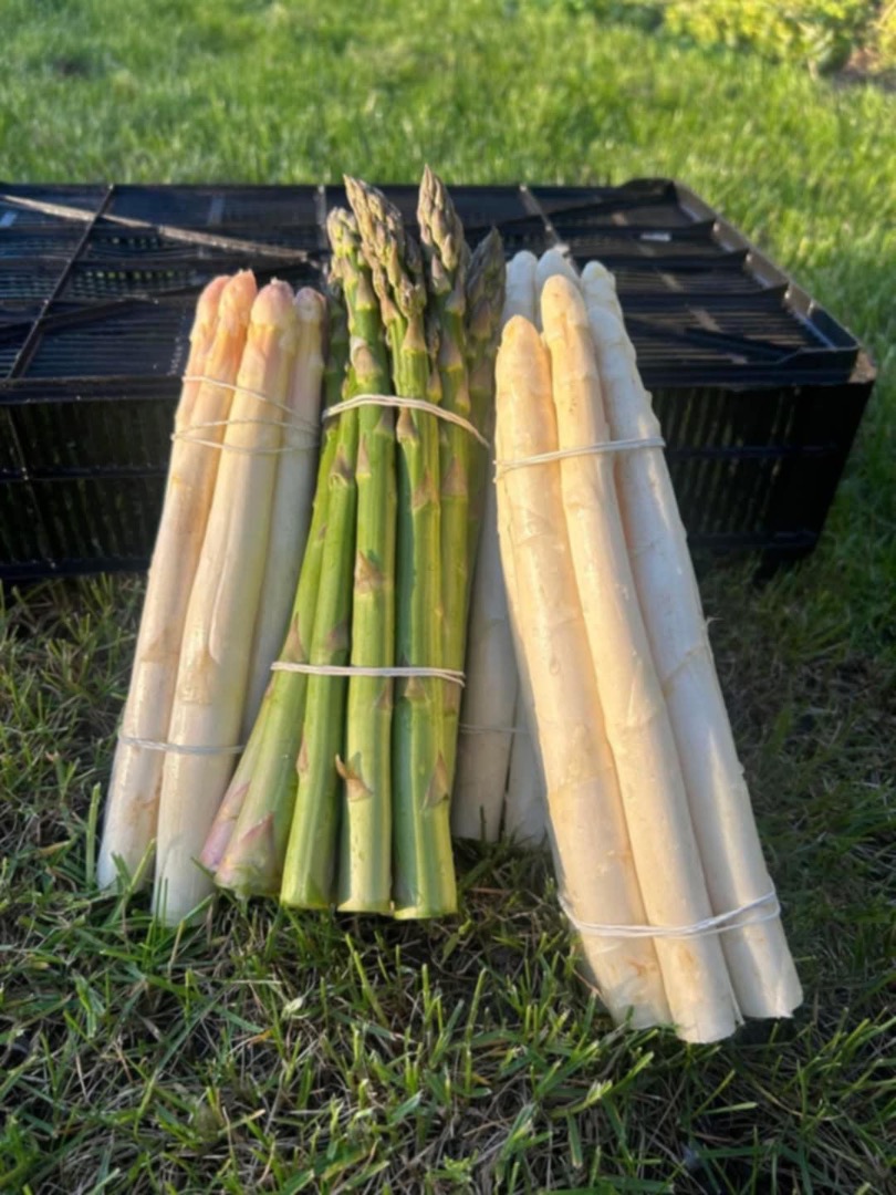 I will sell white and green asparagus in any quantity