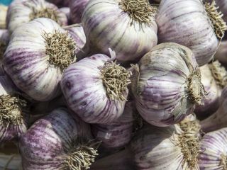 Fresh Garlic for Sale – €0.42 per Bulb –