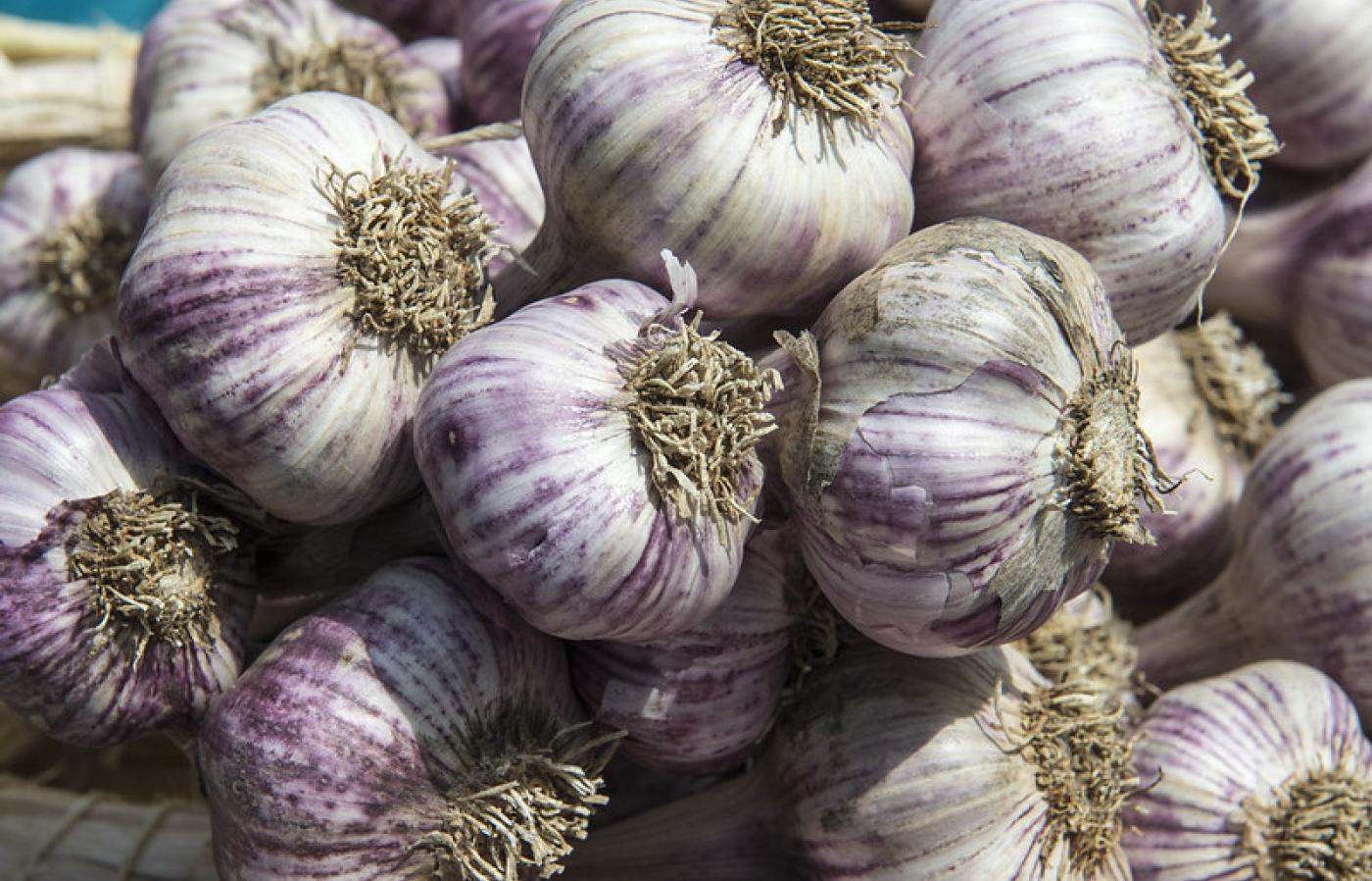 Fresh Garlic for Sale – €0.42 per Bulb – Wholesale Only We are the largest garlic producer in the country, offering top-quality garlic in all available