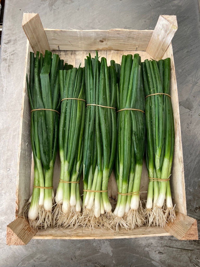 Dear Ladies and Gentlemen I am a producer of spring onions from Poland