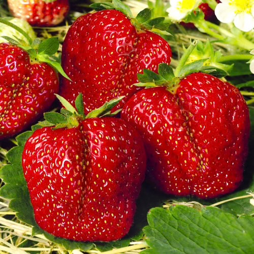 Founded in 2003, Revic Group is a leader in the fruit market, dedicated to providing fresh, healthy and highest quality products.Each product is carefully