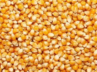 Soft Offer - Yellow Corn # 2 NGMO Animal