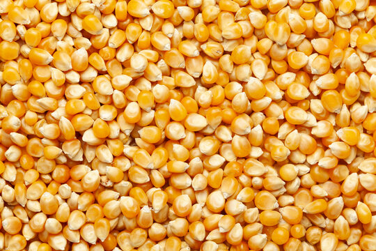 Soft Offer - Yellow Corn # 2 NGMO Animal Feed - UP to 150,000 Mt x 12 Months with SBLC - Origin South Africa - CIF basis SCO - Yellow Corn # 2 NGMO SA We have