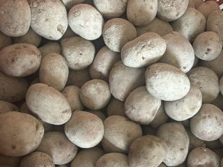 Red seed potatoes Laura variety