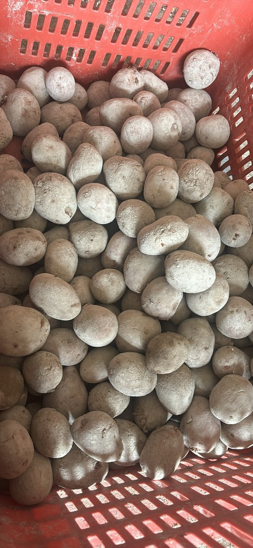 Red seed potatoes Laura variety