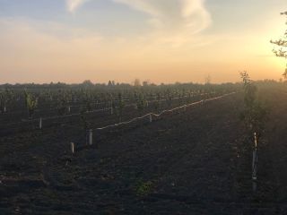 The planraza is under professional supervision of the varieties