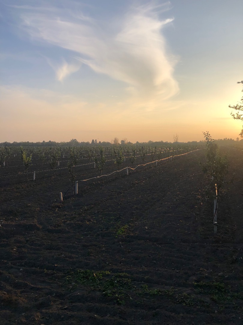 The planraza is under professional supervision of the varieties Hemus and Triumph on 3.5ha