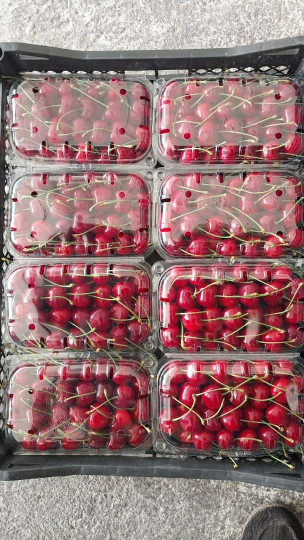 Sweet cherries wholesale from Uzbekistan, available in different varieties