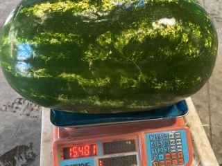 Now Available – Premium Delta Watermelons from Morocco We’re