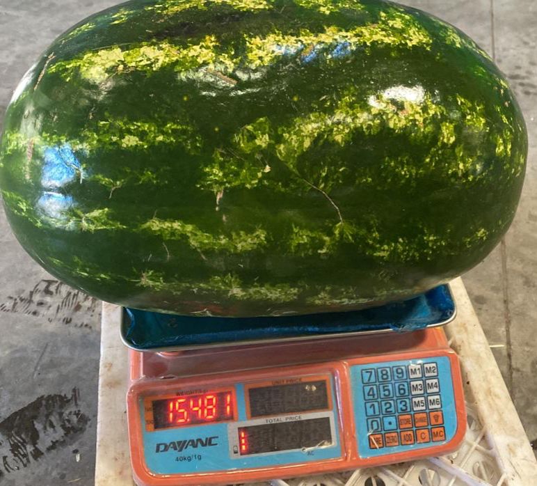 Now Available – Premium Delta Watermelons from Morocco We’re offering high-quality Delta variety watermelons, grown in Morocco under optimal climate conditions