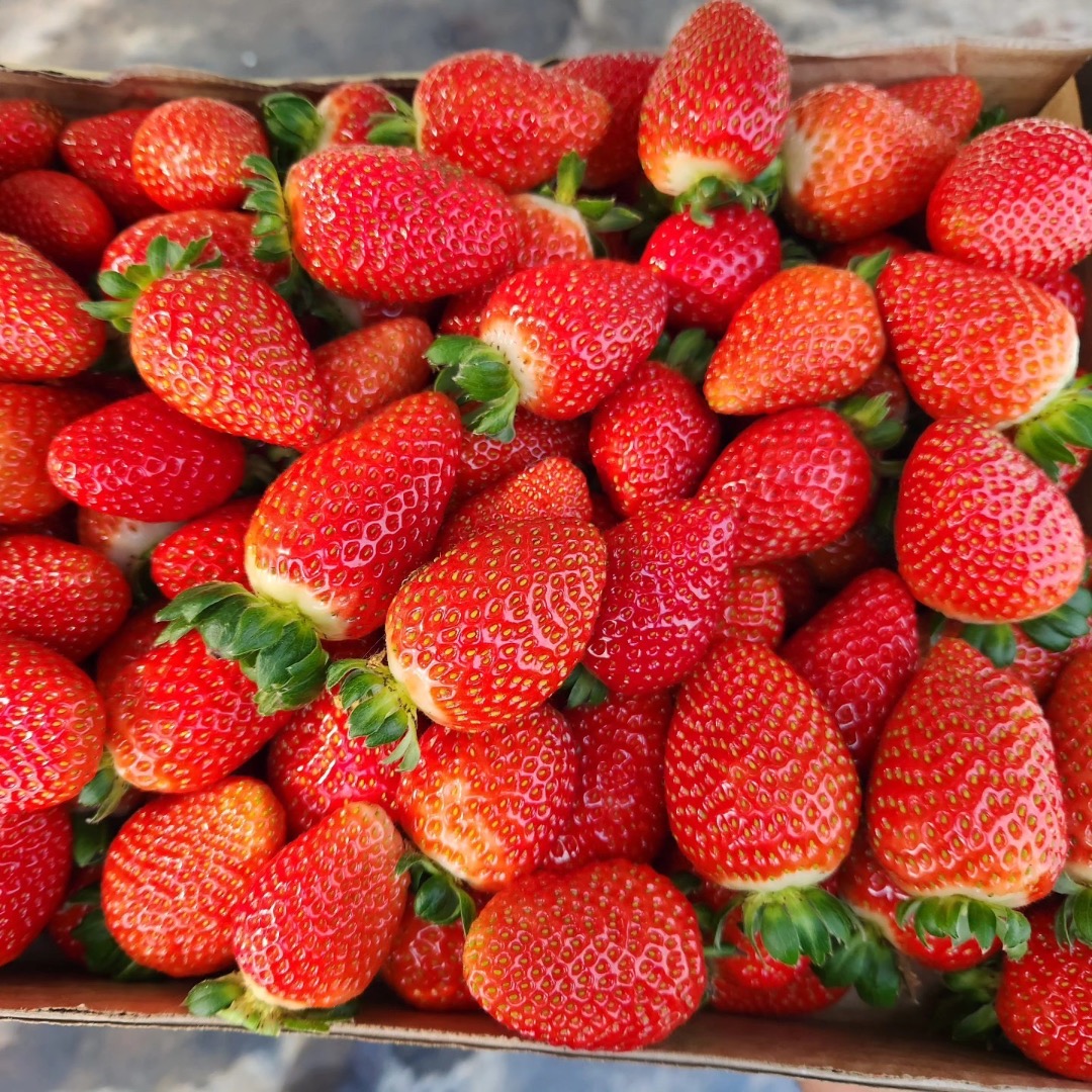 Hello, I will sell 3 trucks of strawberries of Spanish origin