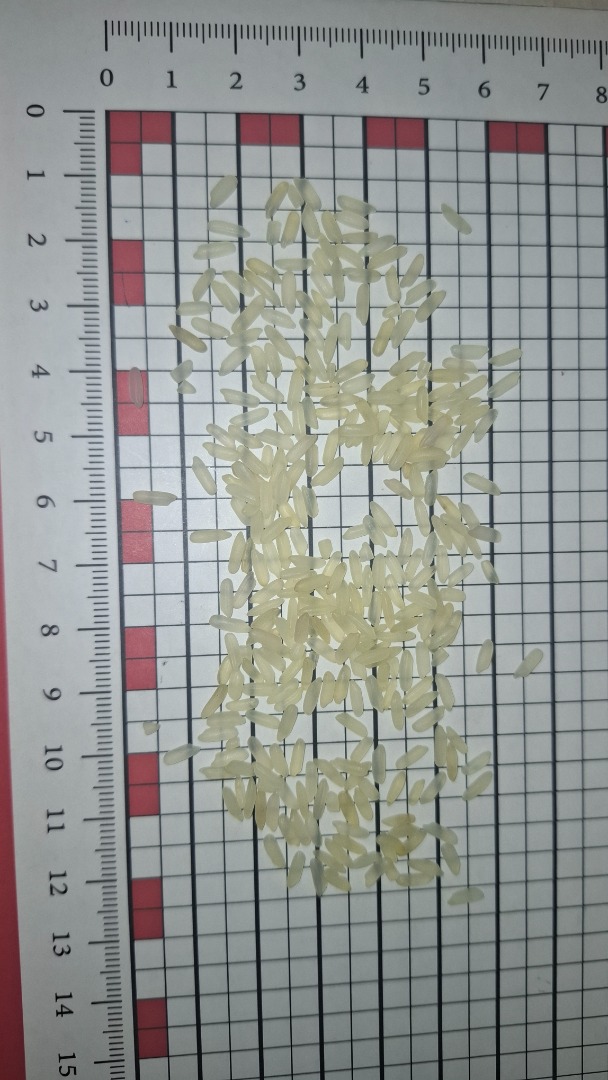 I will sell Rice parabola