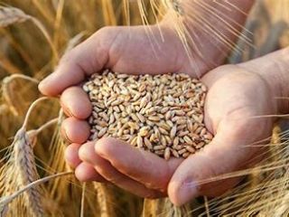 Hello! My Name is Nurmukhammed, we supply different grain