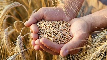 Hello! My Name is Nurmukhammed, we supply different grain to europe, if you are interested in large amount of grain please contact us