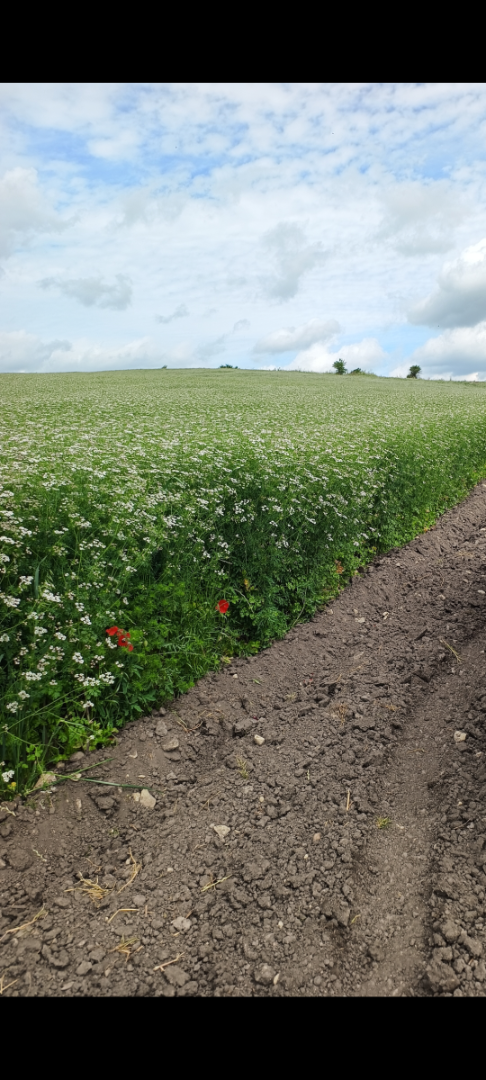 Certified Organic Coriander in Nature