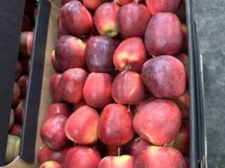Hello, we offer apples from Poland packed in 13