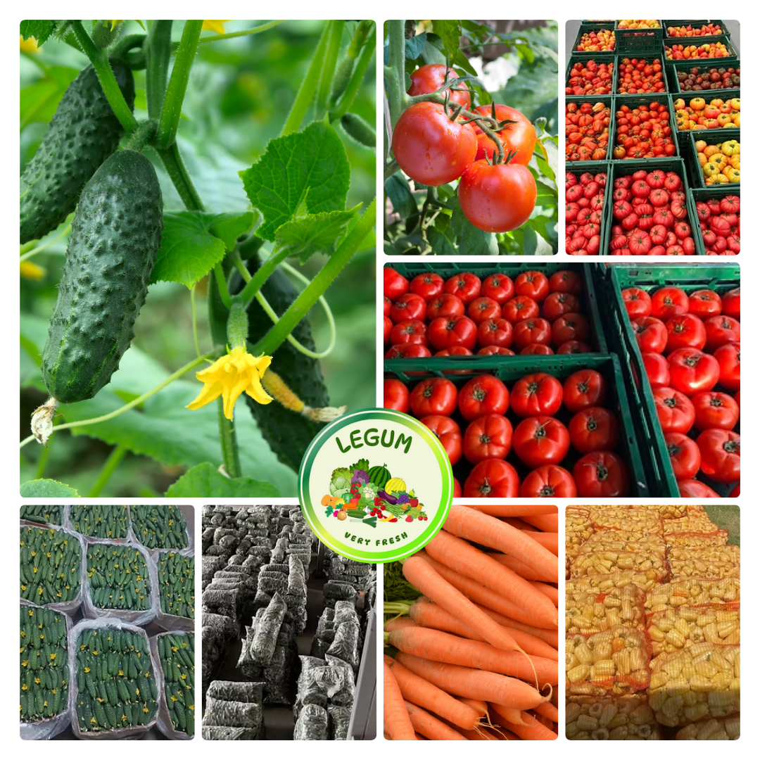 RGI DAR FRESH SRL is a Romanian company founded in the commune of MATCA, Galați County