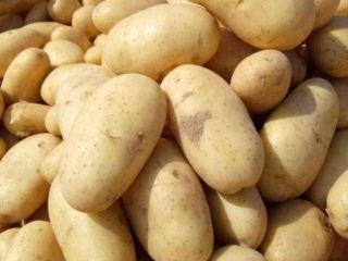 Fresh Egyptian Potatoes for Export – Spunta Variety We